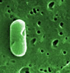 single bacteria