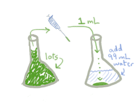 1:100 dilution