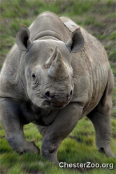 rhino
