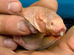 mole rat