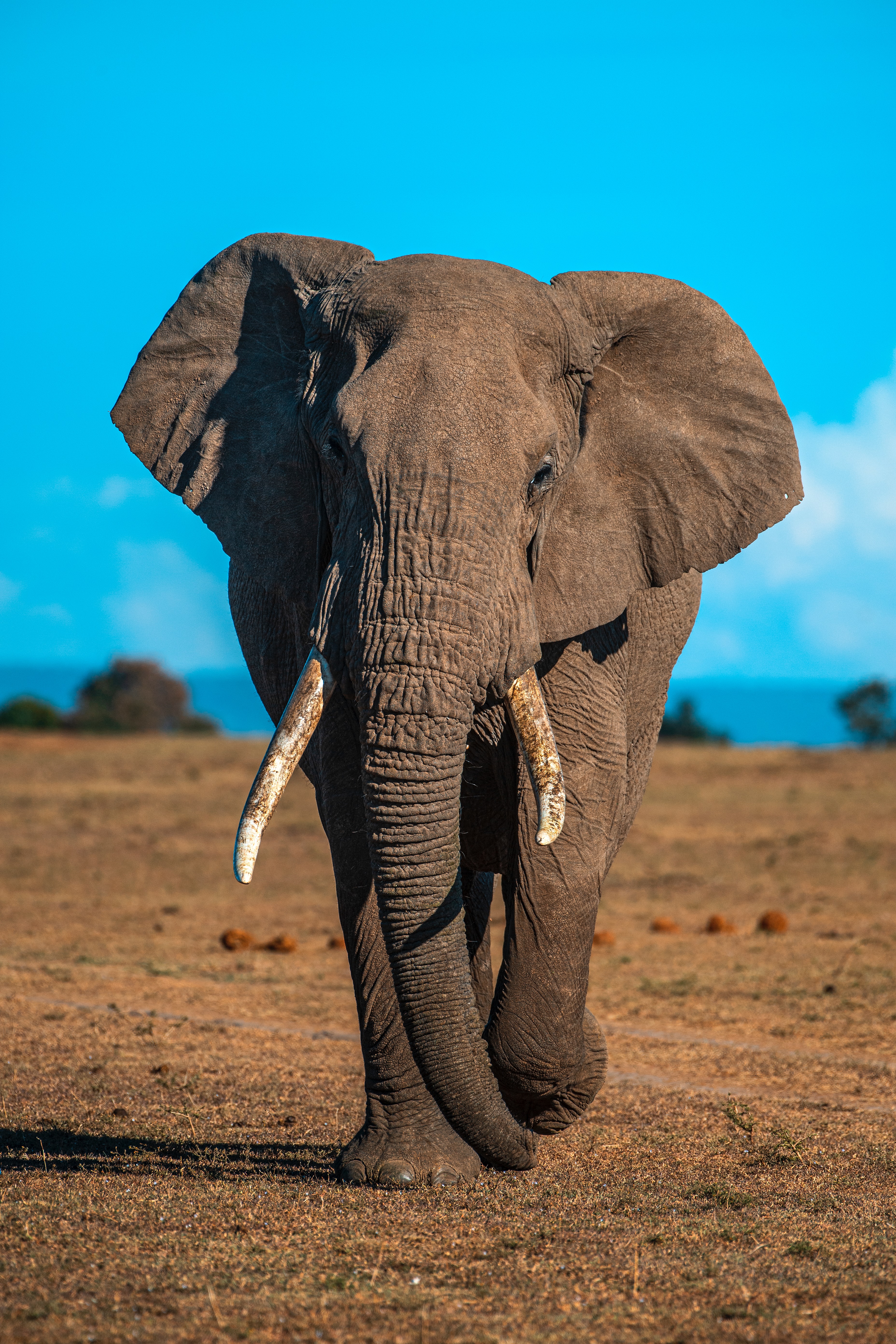 elephant