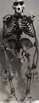 skeleton