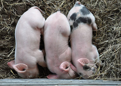 three pigs