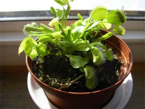housefly caught in a venus fly trap
