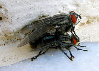 houseflies reproducing