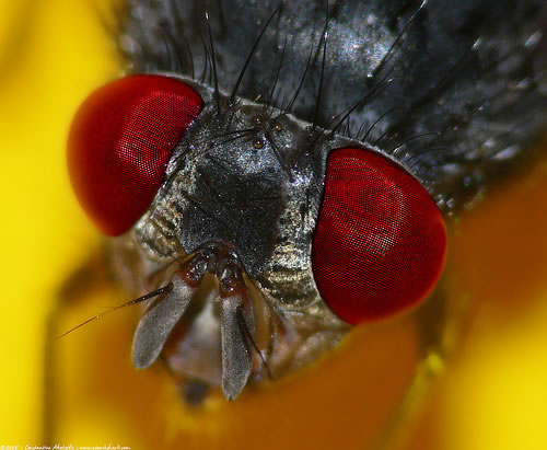 housefly