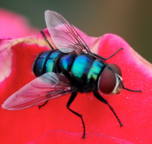 housefly