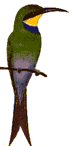 bee eater