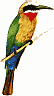 bee eater (bird)