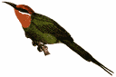 bee eater