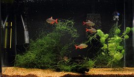 fish tank